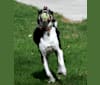 Loki, an American Pit Bull Terrier and Alaskan Malamute mix tested with EmbarkVet.com