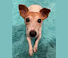 Emma, a Russell-type Terrier tested with EmbarkVet.com
