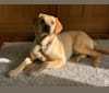Snuffles, a Labrador Retriever tested with EmbarkVet.com