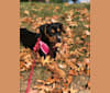 Ruby, a Bluetick Coonhound and Boxer mix tested with EmbarkVet.com