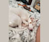 Vinnie, a Rat Terrier and Chihuahua mix tested with EmbarkVet.com