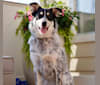 Austin, a Great Pyrenees and Australian Cattle Dog mix tested with EmbarkVet.com