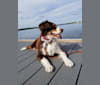 Maple, a Siberian Husky and Rat Terrier mix tested with EmbarkVet.com