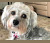 Calli, a Bichon Frise and Yorkshire Terrier mix tested with EmbarkVet.com