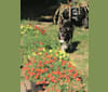Ollie, a Border Collie tested with EmbarkVet.com