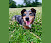 Kaydo, an Australian Shepherd and American Pit Bull Terrier mix tested with EmbarkVet.com