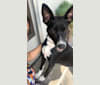 Xena, a German Shepherd Dog and Border Collie mix tested with EmbarkVet.com