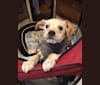 Mr. Darcy, a Miniature Schnauzer and Chihuahua mix tested with EmbarkVet.com