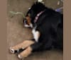 Callista, a Bernese Mountain Dog tested with EmbarkVet.com