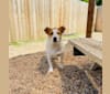 Photo of Poe, an Australian Cattle Dog, Chihuahua, and Boxer mix in Bryan, Texas, USA