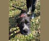 Zola, a Boxer and American Pit Bull Terrier mix tested with EmbarkVet.com