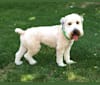 Wazzy, a Soft Coated Wheaten Terrier tested with EmbarkVet.com