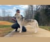 Noxus, a Siberian Husky tested with EmbarkVet.com