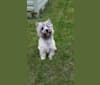 Photo of Cooper, a Cairn Terrier  in Camp Douglas, WI, USA