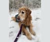 Photo of Sundae, a Goldendoodle  in Mount Forest, ON, Canada