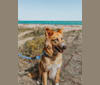 Bear a dog tested with EmbarkVet.com