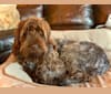 Hunter, a Wirehaired Pointing Griffon tested with EmbarkVet.com