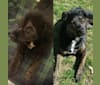 Saidah, an American Pit Bull Terrier and German Shepherd Dog mix tested with EmbarkVet.com