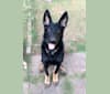 Kojak, a German Shepherd Dog tested with EmbarkVet.com