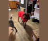 Red, a Redbone Coonhound tested with EmbarkVet.com