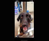 Oliver, a German Shepherd Dog and Poodle (Standard) mix tested with EmbarkVet.com