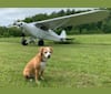 Piper, a Beagle and Miniature Schnauzer mix tested with EmbarkVet.com