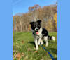 Sully, an Australian Shepherd and Norwegian Elkhound mix tested with EmbarkVet.com