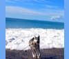 Photo of Buck, a Siberian Husky and German Shepherd Dog mix in San Clemente, California, USA