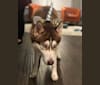 Photo of Bruce Willis, a Siberian Husky (6.7% unresolved) in Foster City, California, USA