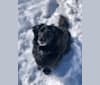 Photo of Finley, a Dachshund, Schipperke, and Mixed mix in Stanfordville, New York, USA