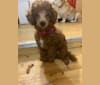Rosie, a Poodle (Small) tested with EmbarkVet.com