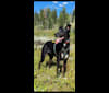 Pippie, a German Shepherd Dog and Siberian Husky mix tested with EmbarkVet.com