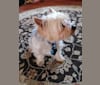 Photo of Maximus, a Yorkshire Terrier and Silky Terrier mix in Rhode Island, USA