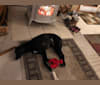 Zoe, an Alaskan-type Husky and Greyhound mix tested with EmbarkVet.com