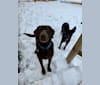 Bobie, a Labrador Retriever and Doberman Pinscher mix tested with EmbarkVet.com