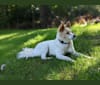 Artemis, a Japanese or Korean Village Dog tested with EmbarkVet.com