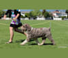 Pico, a Spanish Water Dog tested with EmbarkVet.com