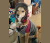 Kona, a West Asian Village Dog tested with EmbarkVet.com