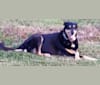Lily, a Doberman Pinscher and German Shepherd Dog mix tested with EmbarkVet.com
