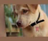 Benny, a Labrador Retriever and Siberian Husky mix tested with EmbarkVet.com