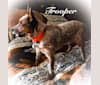 Trooper, an Australian Cattle Dog tested with EmbarkVet.com