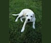 Sadie, a Beagle and Australian Cattle Dog mix tested with EmbarkVet.com