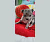 Anastasia, a Chihuahua tested with EmbarkVet.com