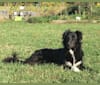 Junior, an Australian Shepherd and Border Collie mix tested with EmbarkVet.com