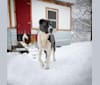 Maxomagic’s Revolutionary War, a Central Asian Shepherd Dog tested with EmbarkVet.com