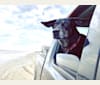 Talon, a Labrador Retriever and Treeing Walker Coonhound mix tested with EmbarkVet.com