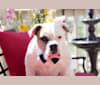 Kobe, a Bulldog and American Pit Bull Terrier mix tested with EmbarkVet.com