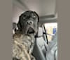 Photo of Jeter, a Mastiff  in Andover, Minnesota, USA