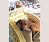 Photo of Duchess, a Doberman Pinscher and American Pit Bull Terrier mix in Cheltenham, Maryland, USA