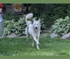 Rukia, a Siberian Husky tested with EmbarkVet.com